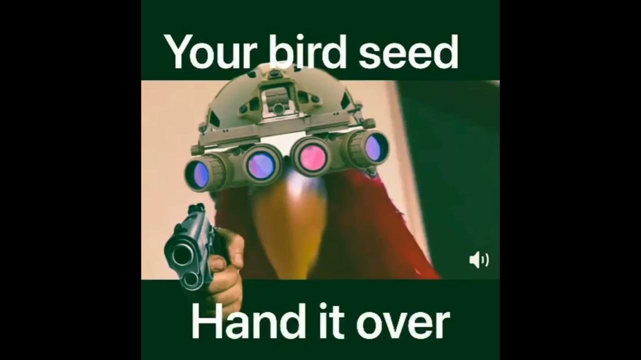 Your bird seed meme with full Razormind YouTube