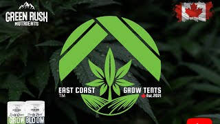 Part 8 - Growing Rare Regulars, Time For Green Rush Nutrients 🏔️ Leafy Green & Beefy Bud. Let’s Go