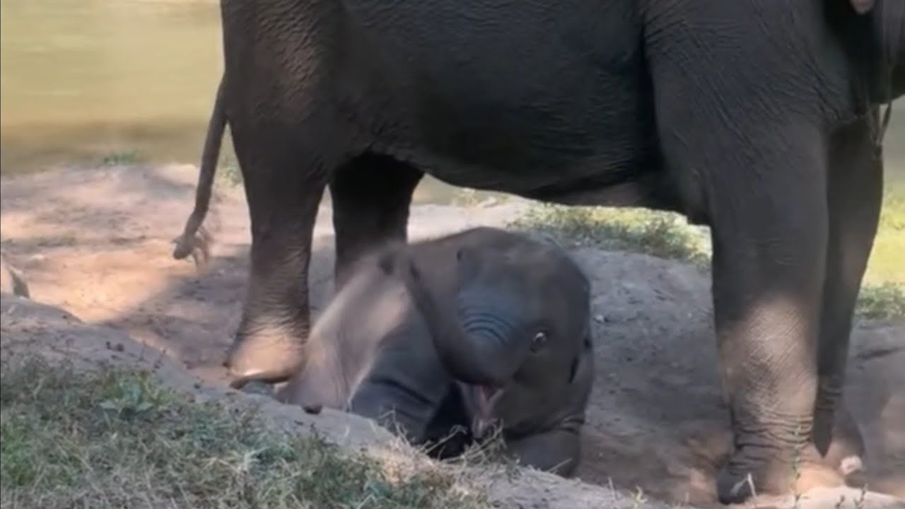 Too Cute to Handle! Baby Elephant’s Cutest Dust Bath Ever!