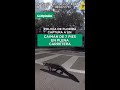 Agentes de Florida retiran a un caimán "molesto" de la autopista