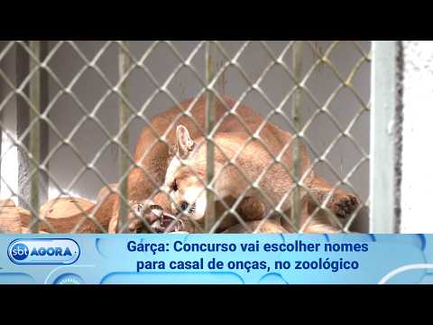 Garça: Contest to choose names for pair of cougars at the zoo (10/01/2026)