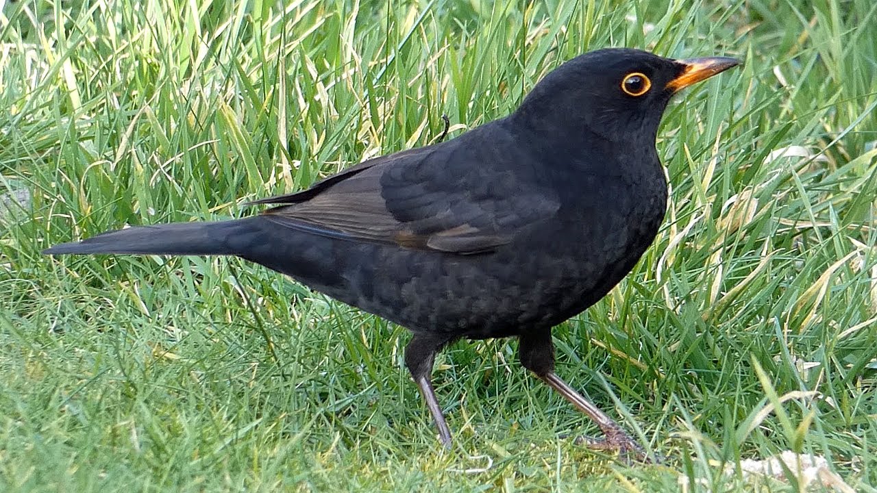 Common Blackbird Feeding