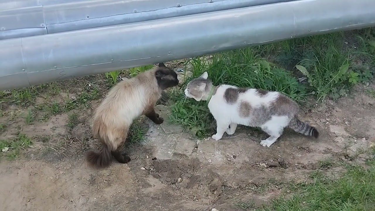 Томас прогоняет со двора конкурента