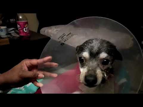 Βίντεο: Dog Black Widow Spider Bite Θεραπεία - Black Widow Bite On Dog