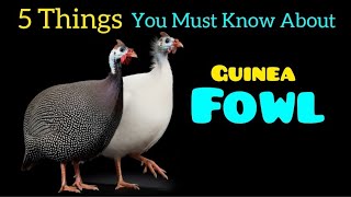 "5 Things You Must Know About: Guinea Fowl."