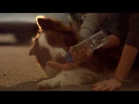 Would you rescue a dog in a hot car ? - TRYG insurance video