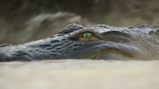The river gives. The river takes. The crocodile just watches and waits 🐊💀 Nature doesn't do mercy.