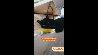 Taking A Chance On The 15-Year-Old Senior Cat