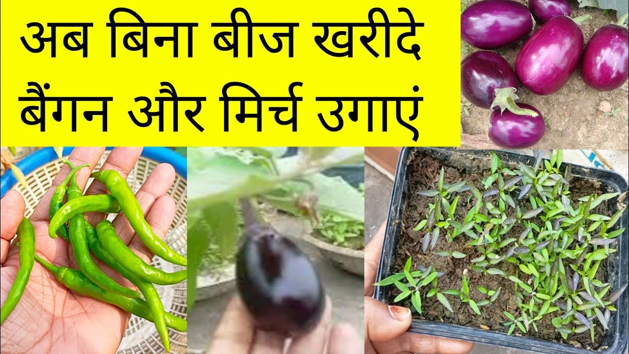 अब बैगन और मिर्च के बीज मत खरीदें🔴मिर्च बैगन उगाएं बिना खर्च के जबरदस्त तरीका/ Grow chilli & Brinjal