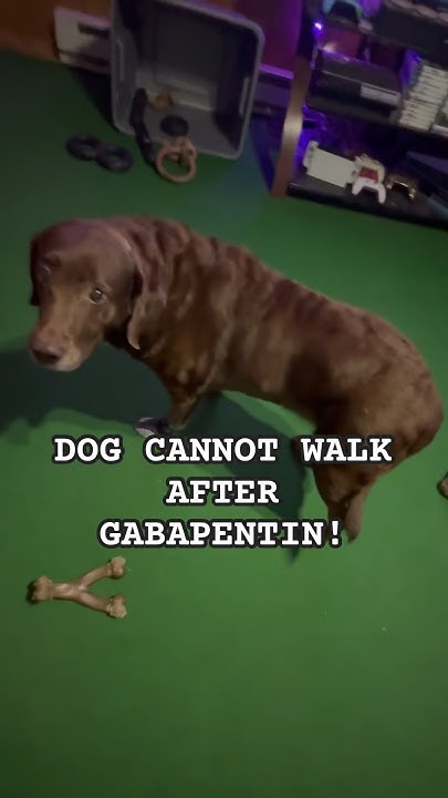gabapentin dog walking