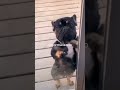Cuando tu perro hace esto… quiere algo