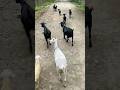 Assam Goat Farm | Assam Hill Goat পালন | Goat Farm in Assam | অসমৰ ছাগলী পালন 🐐🌿 16 June 2026