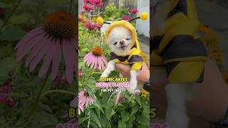 Beedric Rates August Flowers For Pet Safe Pollinator Garden 🌸🐝