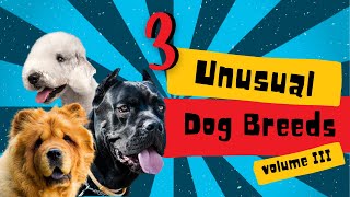 Unusual Dog Breeds: Cane Corso, Bedlington Terrier, and Chow Chow