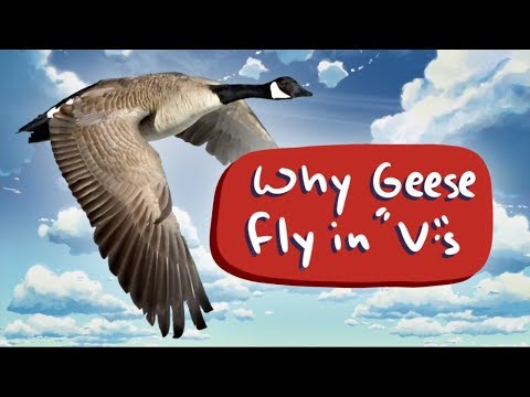 Video: Where Do The Geese Fly