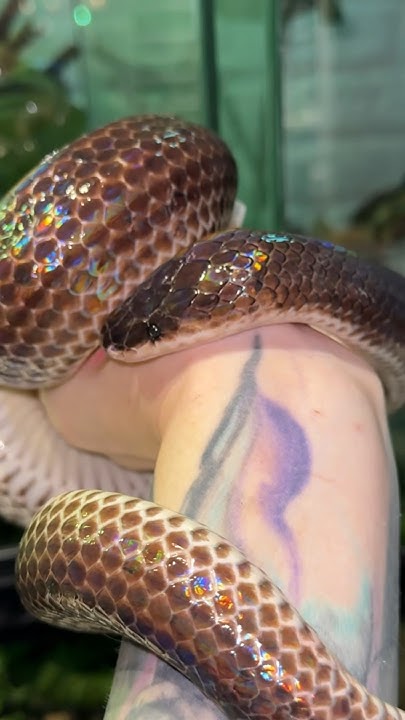 Лучистая змея. Ч.1 #вмиреживотных #питомцы #животные #рептилии #змея ...