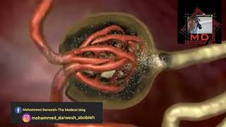 neutrophil gelatinase-associated lipocalin (NGAL)