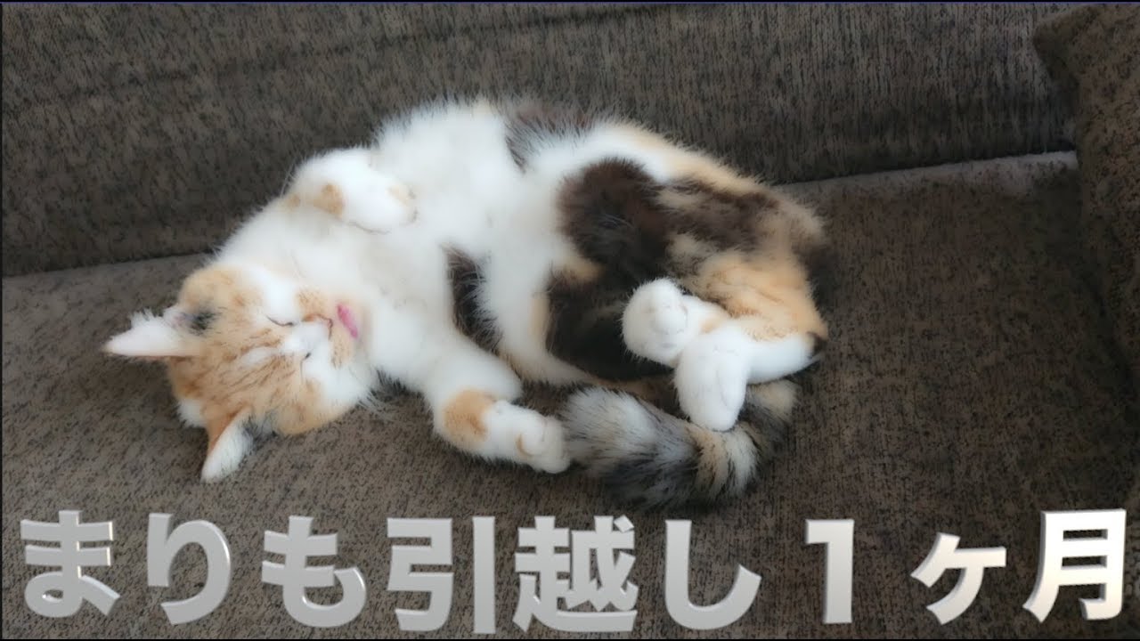 まりもは日本一幸せな猫です Youtube