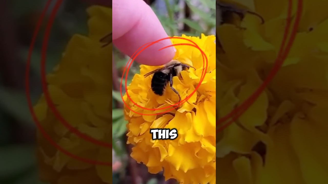 Did You Know You Can Pet Bees