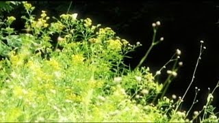 The Pollen Vortex:  Brutal Allergy Season Expected
