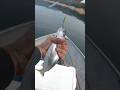 KOKANEE SALMON FISHING WITH A FIRETIGER NEEDLEFISH AT BULLARDS BAR