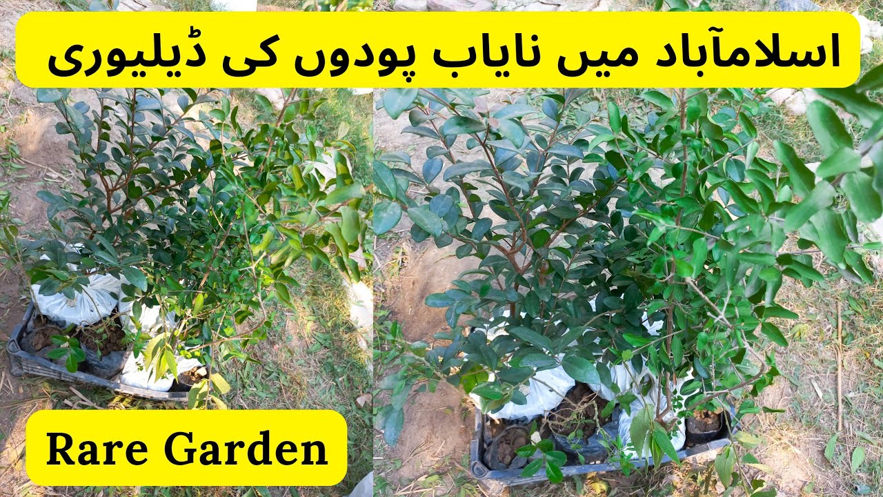 Unique Fruit Plants Deliver To Islamabad Rare Garden YouTube