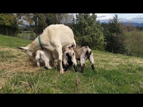#Goatwatch Curious Kids episode 13th October 2020 #CuteKids Feeding time.