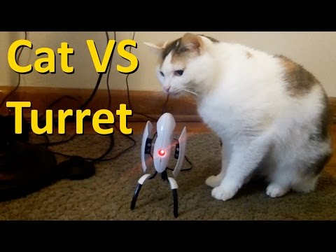 Cat Encounters A Turret