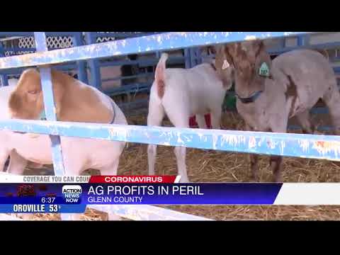 Coronavirus impact: No Glenn County fair, young farmers struggle to
