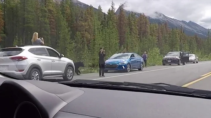 Black Bear Charges Woman Taking Photos || ViralHog