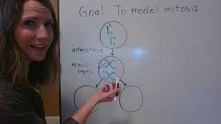 Modeling Mitosis