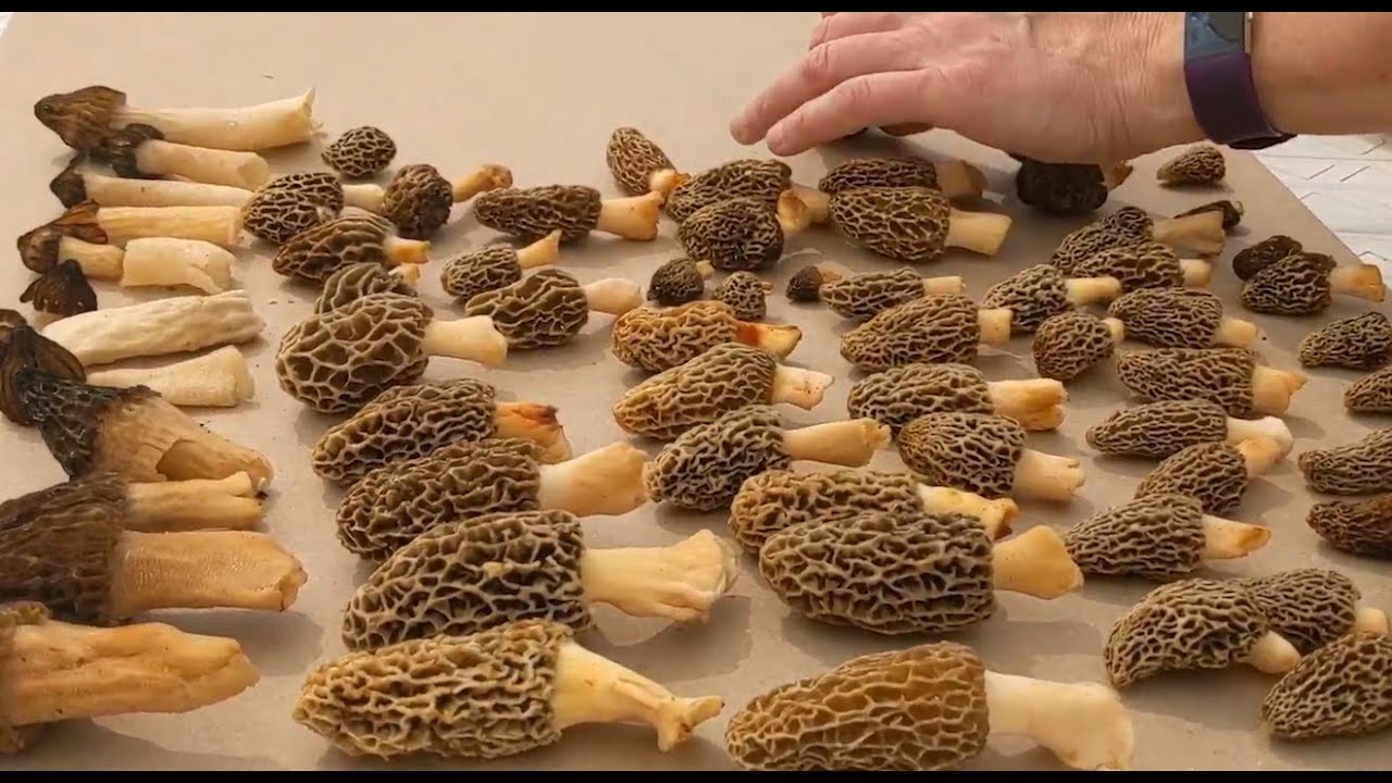 First Morel Mushrooms 2020 + Centerpinning a New Species