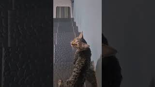 Abul Nungguin Emak Jemur Baju Ternyata Ada Mau Nya  cat kucingpintar mujaer