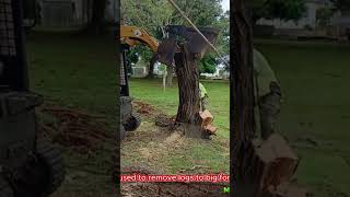 treelopping