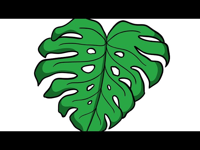 monstera tacanaensis Monstera Tacanaensis – Casa Botanica main image 0
