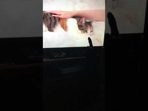 My kitty reacts to Albinwhisperland’s kitty asmr video!