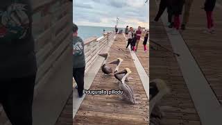 ఎవరర నవవ