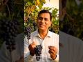 Indian Black Grapes Garden 🍇Village Farmer Selling Fresh Angoor Hindi Shorts Video#Angoor#Shorts....