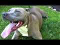 DOG PANTING TO FAST DRUM N BASS 197 BPM 