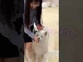 サモエドにおやつあげようとしたら #サモエド #犬 #サモエド子犬