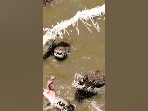 The Alligator Attack in the Everglades! - YouTube