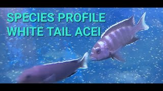 Species profile white tail acei