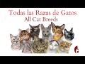 Todas las Razas de Gatos de la A a la Z (All Cat Breeds)