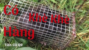 Thăm Bẫy Chuột Cống Nhum 700g Sa Bẫy Quá Sướng T\C 20