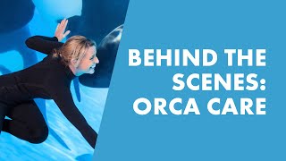 Go Behind The Scenes With SeaWorld Trainers And Learn How We Care For Orcas