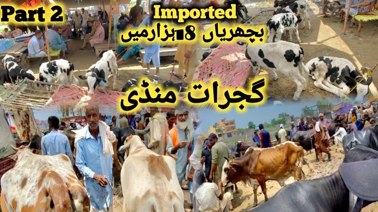 Gujrat Mandi Update || 130 میں Imported گائیں آٹھ کلو دودھ || منڈی سستی ہو گئ