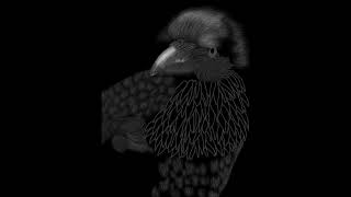 Crow Drawing Progression Video
