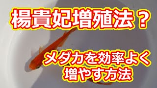 楊貴妃増殖法！？メダカを効率よく増やすには 滋賀県のメダカ販売店 めだか藁屋 高木正臣