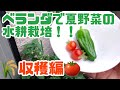 【水耕栽培大学】ベランダで夏野菜の水耕栽培を始めよう(収穫編)結果やいかに！？