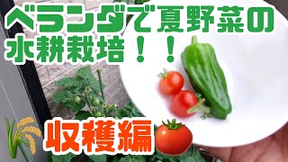 【水耕栽培大学】ベランダで夏野菜の水耕栽培を始めよう(収穫編)結果やいかに！？